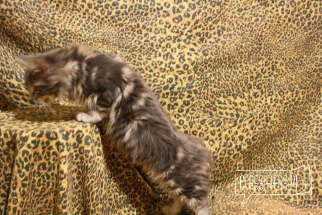 Котята из питомника Kings bounty в городе Клин, фото 2, Московская область