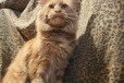 Котята из питомника Kings bounty в городе Клин, фото 3, стоимость: 15 000 руб.
