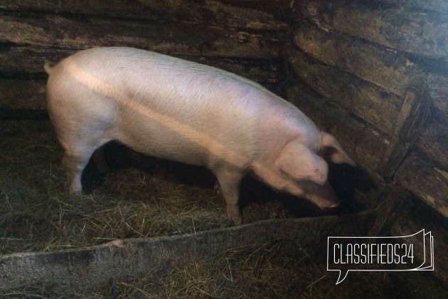 Мясо-свинина в городе Тюмень, фото 3, телефон продавца: +7 (982) 917-25-92