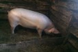 Мясо-свинина в городе Тюмень, фото 2, телефон продавца: +7 (982) 917-25-92