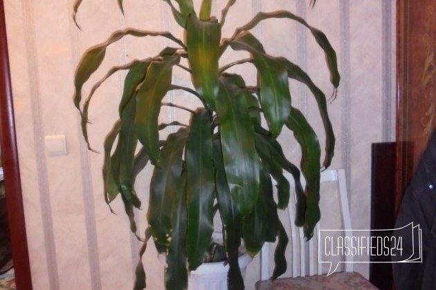 Домашняя пальма в городе Нижний Новгород, фото 1, Растения
