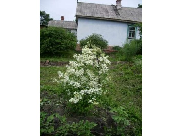 Продаю дом с участком в посёлке Смоляниново в городе Владивосток, фото 3, Приморский край