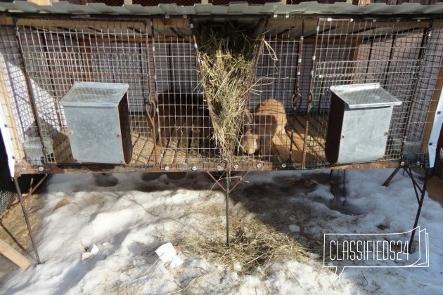 Клетки для кроликов в городе Нижний Новгород, фото 3, телефон продавца: +7 (910) 380-10-64