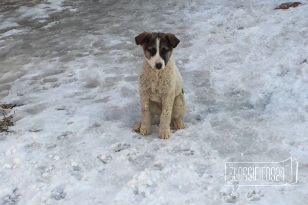 Щенки девочки и мальчики алабай в городе Москва, фото 2, стоимость: 0 руб.