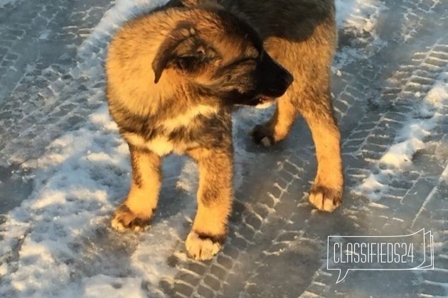 Щенки девочки и мальчики алабай в городе Москва, фото 4, Московская область