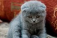 Шотландские вислоухие котята в городе Ачинск, фото 1, Красноярский край