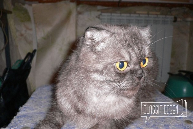 Кошка хайленд фолд для вязки в городе Таганрог, фото 1, стоимость: 0 руб.