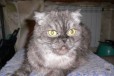 Кошка хайленд фолд для вязки в городе Таганрог, фото 2, телефон продавца: +7 (960) 468-65-34