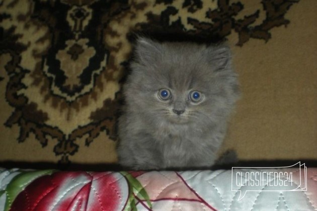 Кошечка в городе Таганрог, фото 5, телефон продавца: +7 (950) 866-91-86