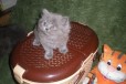 Кошечка в городе Таганрог, фото 2, телефон продавца: +7 (950) 866-91-86