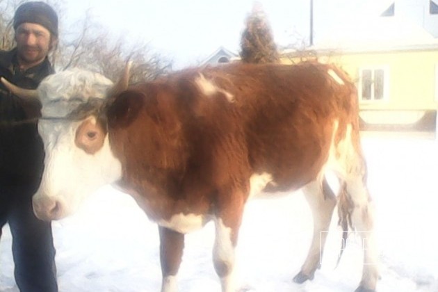 Продам жеребца и двух тёлок в городе Вязьма, фото 4, Смоленская область