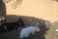 Кролик Белый Паннон, мясная порода в городе Брянск, фото 1, Брянская область