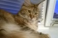 Продается кошка мейн-кун в городе Красноярск, фото 2, телефон продавца: +7 (902) 012-54-00