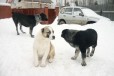 Щенки среднеазиатской овчарки в городе Пермь, фото 4, Среднеазиатская овчарка