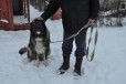 Лучшая охрана в добрые руки в городе Малоярославец, фото 1, Калужская область