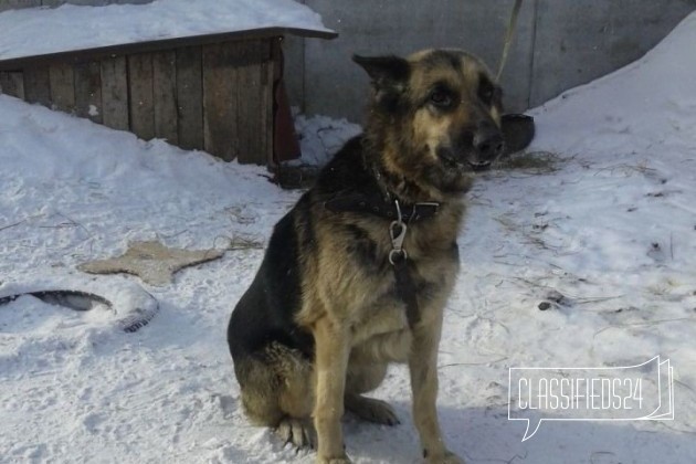 Отдам суку вео в городе Кемерово, фото 1, стоимость: 0 руб.