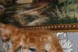 Мейн-кун котята в городе Рязань, фото 2, телефон продавца: +7 (925) 308-71-39