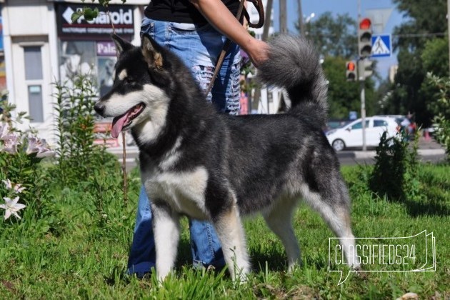 Верный друг в городе Тамбов, фото 1, Аляскинский маламут