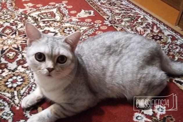 Продается кот шотландский в городе Тюмень, фото 3, стоимость: 2 000 руб.