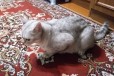Продается кот шотландский в городе Тюмень, фото 2, телефон продавца: +7 (922) 007-49-41