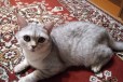 Продается кот шотландский в городе Тюмень, фото 3, стоимость: 2 000 руб.