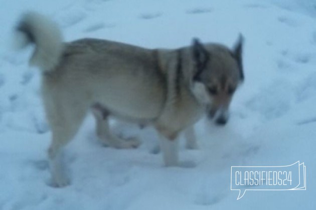 Щенки западносибирская лайка в городе Прокопьевск, фото 1, телефон продавца: +7 (951) 177-52-48