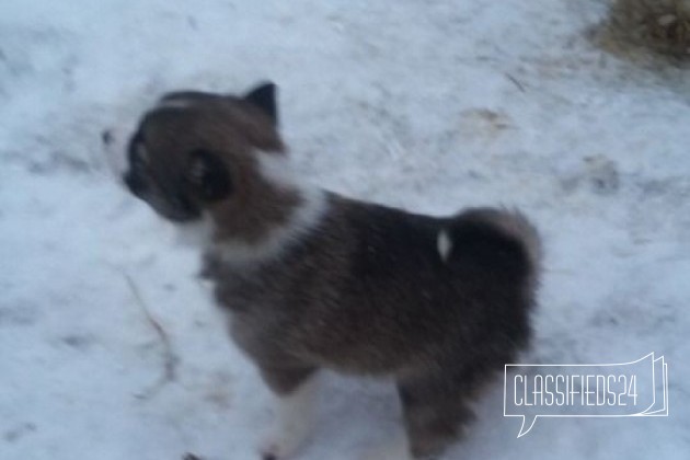 Щенки западносибирская лайка в городе Прокопьевск, фото 3, Лайка