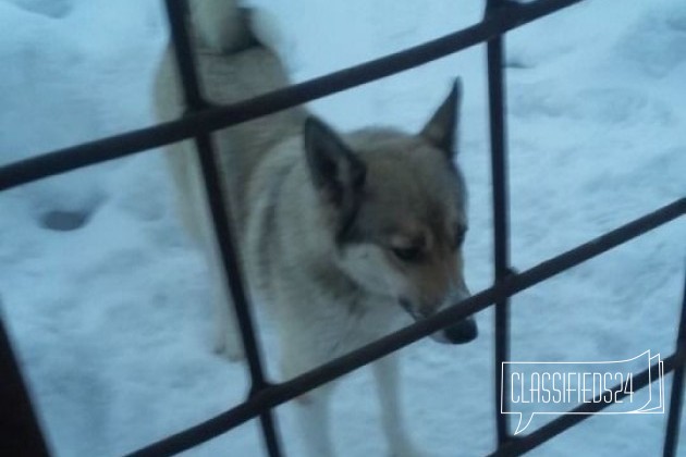 Щенки западносибирская лайка в городе Прокопьевск, фото 4, Кемеровская область