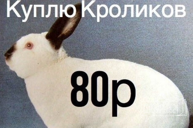 Кролики в городе Краснодар, фото 1, телефон продавца: +7 (928) 257-47-40