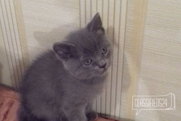 Продаются котята в городе Тюмень, фото 2, стоимость: 1 000 руб.