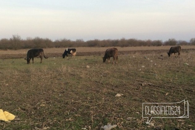 Коровы в городе Чегем, фото 2, стоимость: 0 руб.