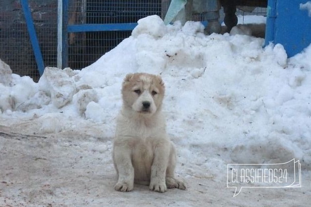 Алабай в городе Барнаул, фото 1, телефон продавца: +7 (913) 212-93-31