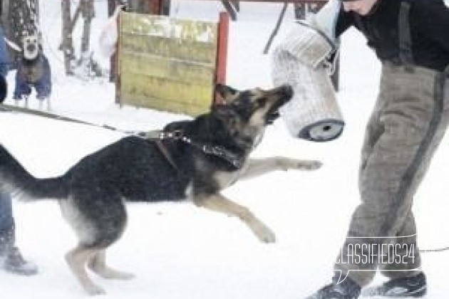 Щенки восточноевропейской овчарки из питомника в городе Санкт-Петербург, фото 4, Ленинградская область