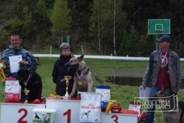 Щенки восточноевропейской овчарки из питомника в городе Санкт-Петербург, фото 5, телефон продавца: +7 (905) 911-57-39