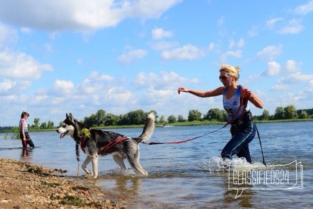 Красивый кобель Хаски для вязки в городе Самара, фото 2, стоимость: 0 руб.