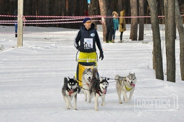 Красивый кобель Хаски для вязки в городе Самара, фото 5, телефон продавца: +7 (964) 981-77-24