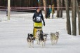 Красивый кобель Хаски для вязки в городе Самара, фото 5, Самарская область