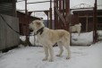 Найдена собака в городе Дмитров, фото 1, Московская область