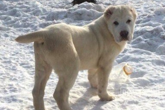 Белые щенки среднеазиатской овчарки (алабай) в городе Казань, фото 1, телефон продавца: +7 (917) 918-11-06