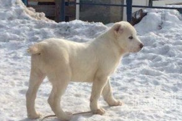 Белые щенки среднеазиатской овчарки (алабай) в городе Казань, фото 2, стоимость: 20 000 руб.