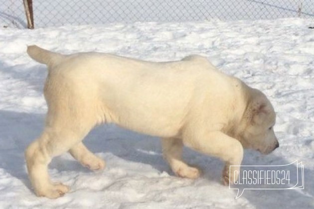 Белые щенки среднеазиатской овчарки (алабай) в городе Казань, фото 4, Татарстан