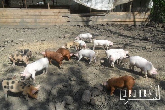 Поросята белые - ландрасы скрещены с крупной белой в городе Иваново, фото 1, телефон продавца: +7 (987) 664-91-62