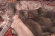 Продам шотландских вислоухих котят в городе Старый Оскол, фото 2, телефон продавца: +7 (920) 584-63-70