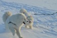 Очаровательные самоедики в городе Екатеринбург, фото 5, Свердловская область