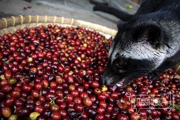 Настоящий Кофе luwak - Вьетнам в городе Челябинск, фото 3, Продовольствие