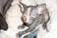 Донской сфинкс котята в городе Чебоксары, фото 3, стоимость: 1 500 руб.