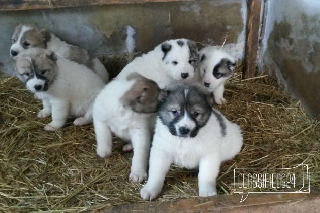 Продам суперщенков среднеазиата (алабай ) в городе Усолье-Сибирское, фото 1, стоимость: 5 000 руб.