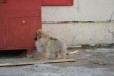 Шпиц в городе Севастополь, фото 3, стоимость: 35 000 руб.