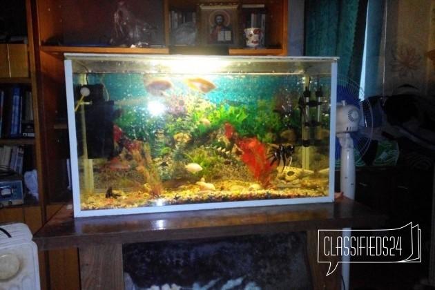 Продам аквариум 80x40x60 в городе Воронеж, фото 1, Аквариумные рыбки