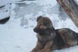 Крупная собака как друг (не для охраны) в городе Белгород, фото 1, Белгородская область